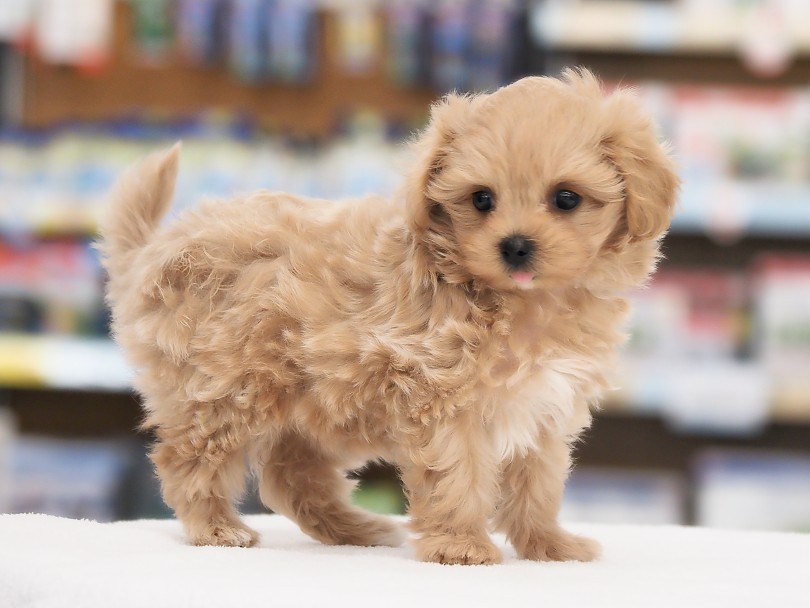 バランスの良いフォルムに暖かみがある優しい色合い | MIX犬 マルプー （05-153） - 本羽田店