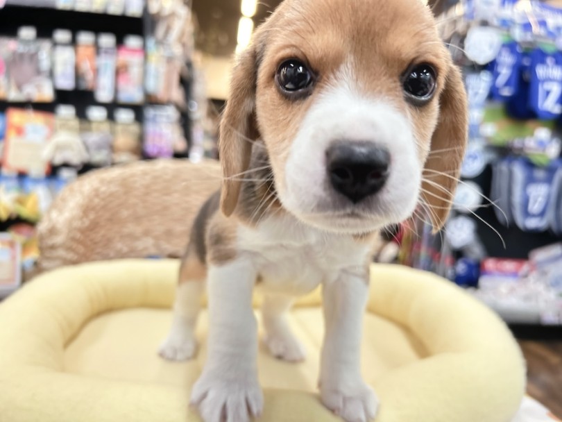 優しい眼差しで癒してくれる女の子 | ビーグル （18-494） - 横浜 元町店