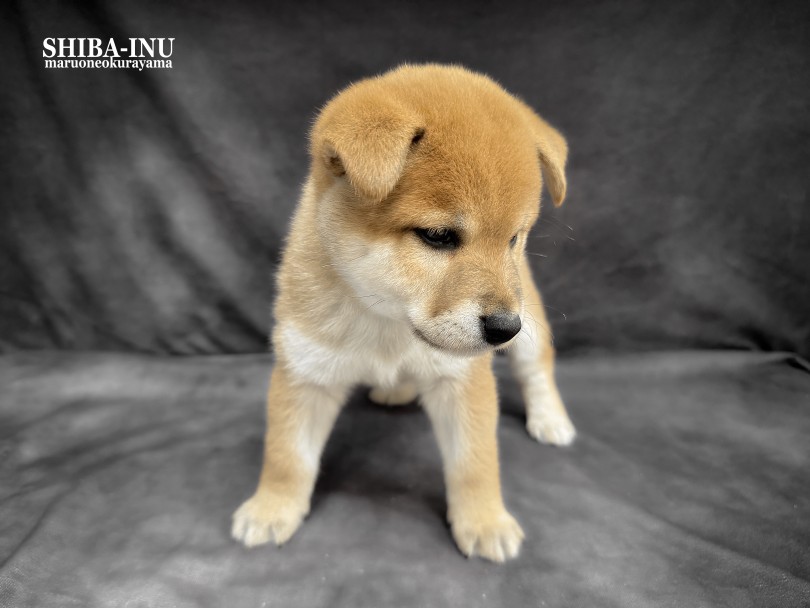 鮮やかさのある明るい赤毛！ | 柴犬 （06-265） - 横浜 大倉山店