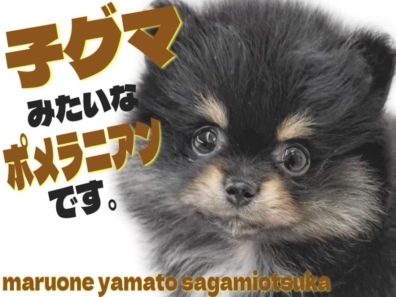 【 ポメラニアン 】可愛らしさがギュッと詰まった！ブラックタンの子グマ系ポメ！
