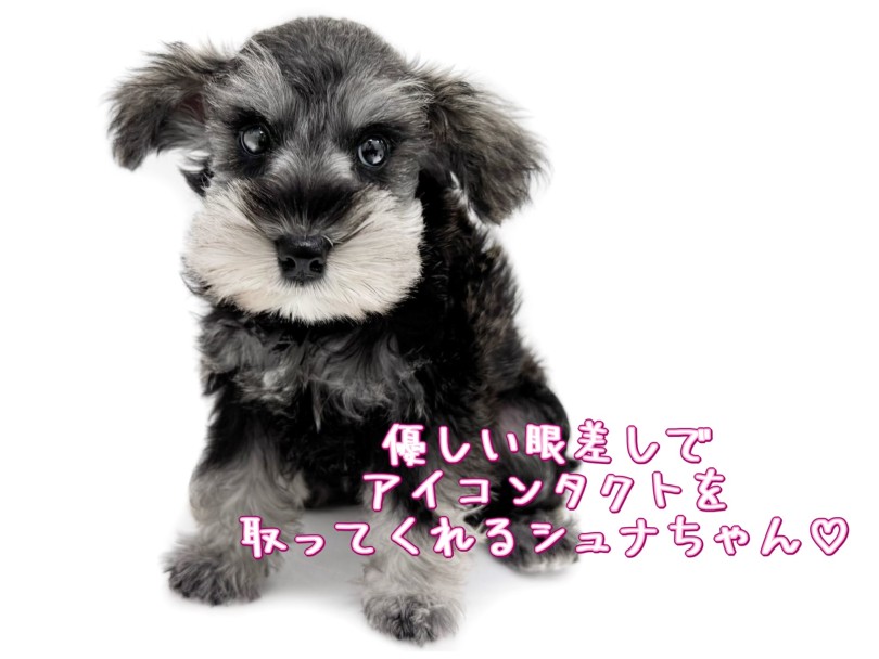 可愛さと美しさを兼ね揃えるルックスに注目！ | ミニチュア・シュナウザー （19-267） - 東川口店