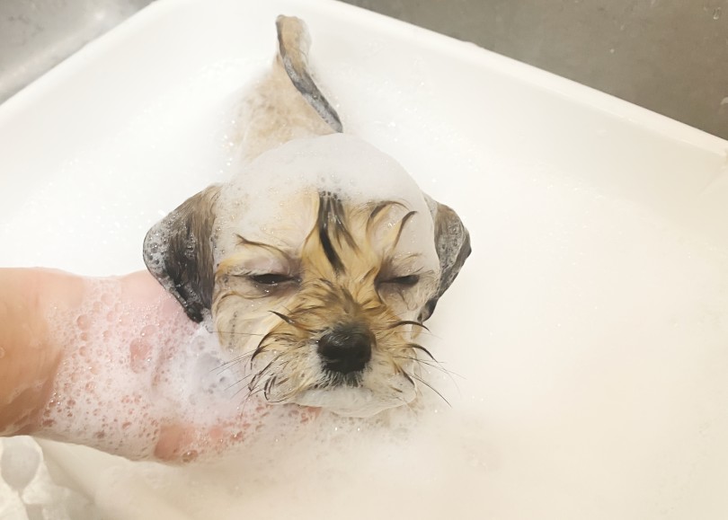 シャンプー中にまさかのウトウト・・・ | MIX犬 シープー （06-258） - 横浜 大倉山店