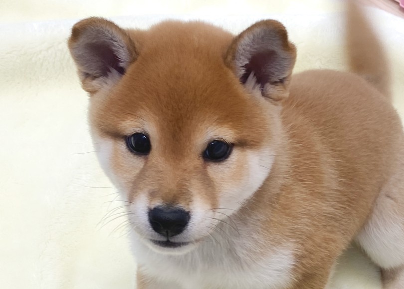 耳が立ったぁぁあああ！ | 柴犬 （06-265） - 横浜 大倉山店