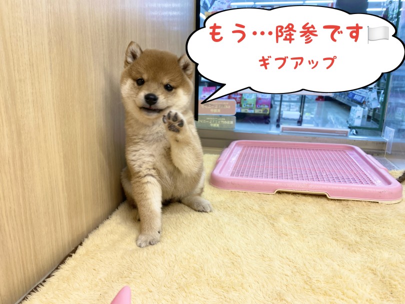 ギブアップ（笑） | 豆柴 （06-277） - 横浜 大倉山店