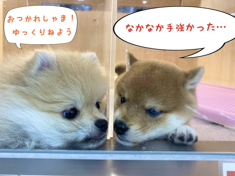 お隣のポポちゃんにこっそり耳打ち・・・ | 豆柴 （06-277） - 横浜 大倉山店
