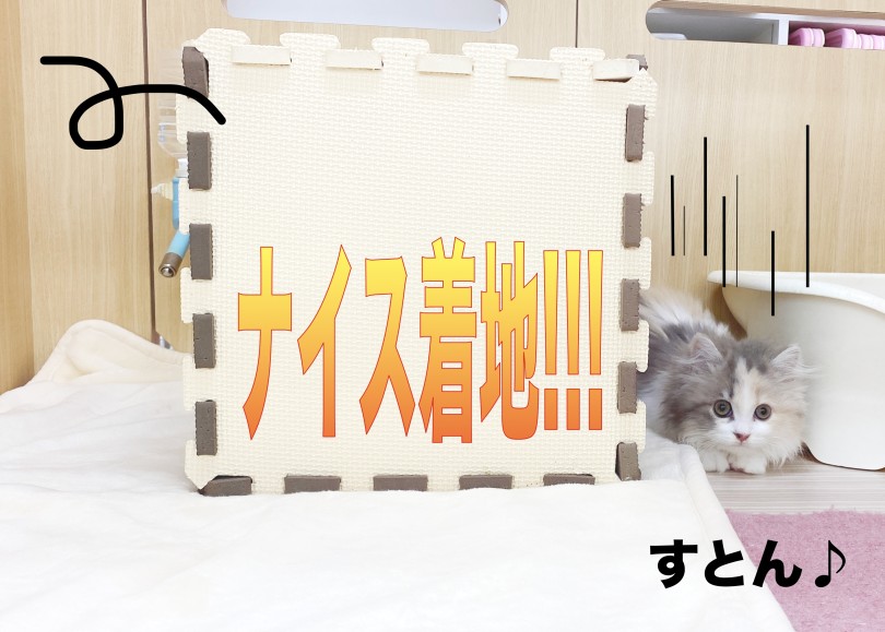 真顔の着地が妙にジワる（笑） | スコティッシュフォールド （06-263） - 横浜 大倉山店