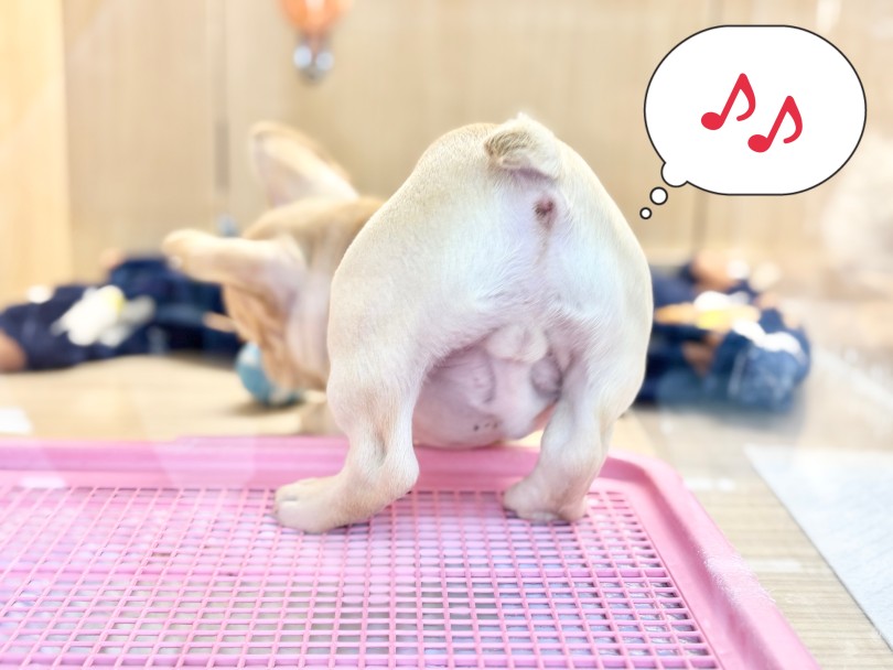 プリプリのお尻も可愛いんですっ♡ | フレンチブルドッグ （06-275） - 横浜 大倉山店