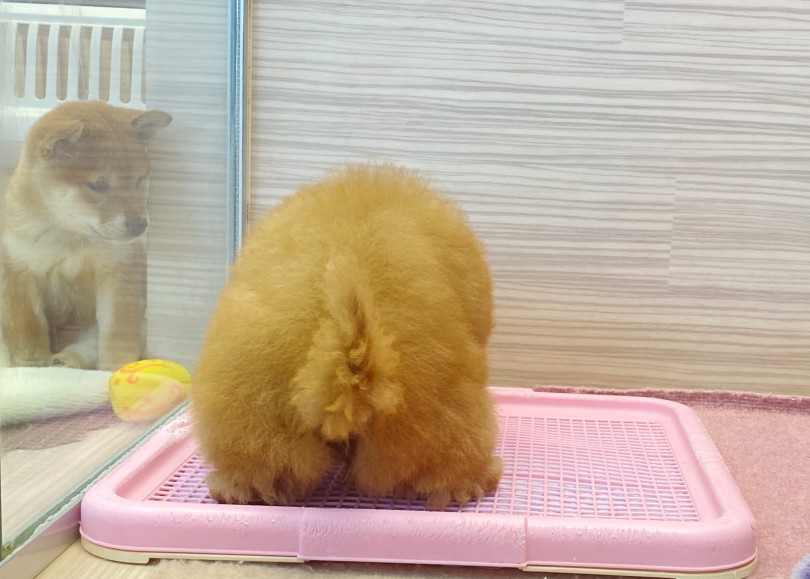柴子ちゃんも見て学習中！ | トイ・プードル （06-252） - 横浜 大倉山店