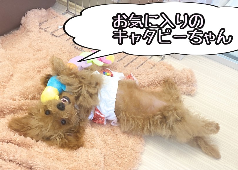 どこを噛んでも音が鳴る！ | トイ・プードル （06-252） - 横浜 大倉山店