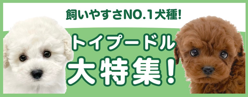 特集犬トイプードル