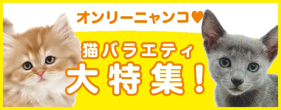 特集猫バラエティ