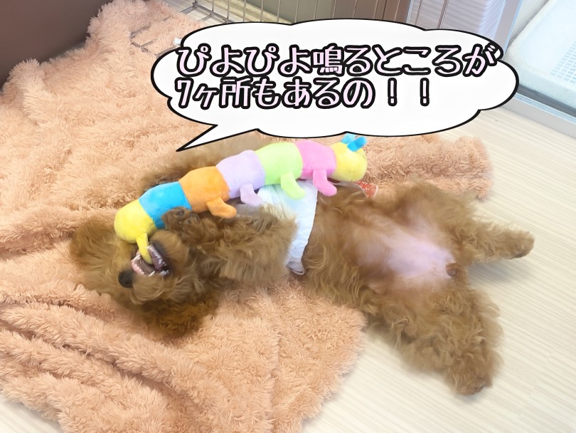 ヘソ天でリラックスしながら遊んでいました | トイ・プードル （06-252） - 横浜 大倉山店