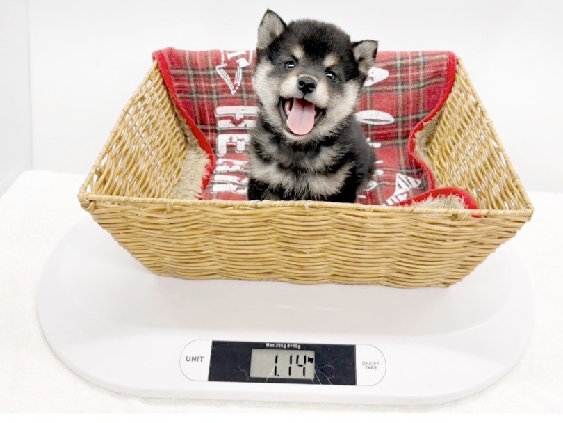 2025年4月24日現在の体重は1.14kg | 豆柴 （14-177） - 城山店