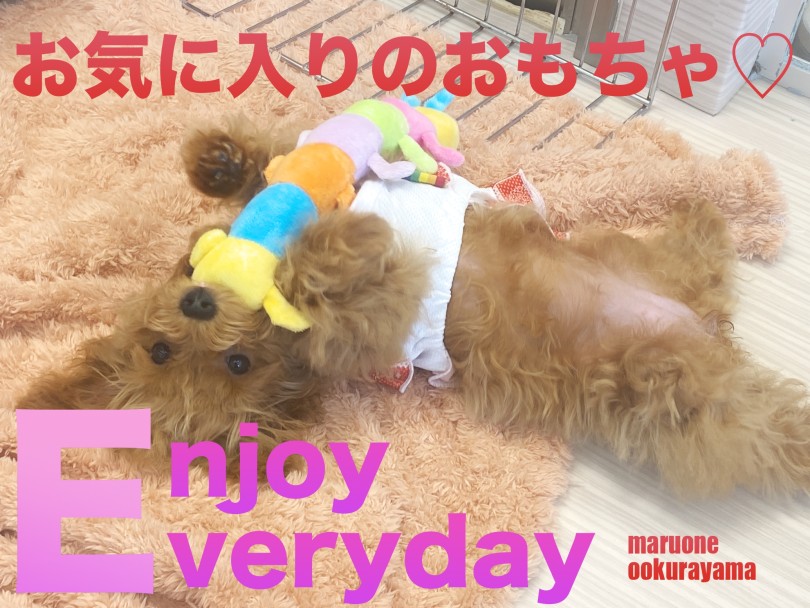 【 トイプードル 】トイプーちゃんのお気に入りキャタピーちゃんをご紹介！
