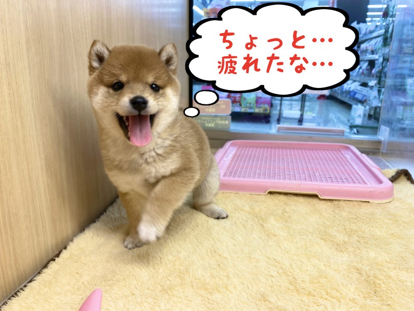 お部屋の中はパピー臭でいっぱい♡ | 豆柴 （06-277） - 横浜 大倉山店