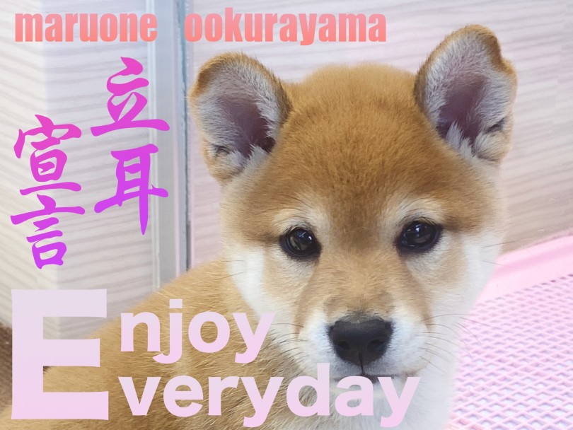 【 柴犬 】速報：本日柴子のお耳が立ちました。柴子の立ち耳宣言です！