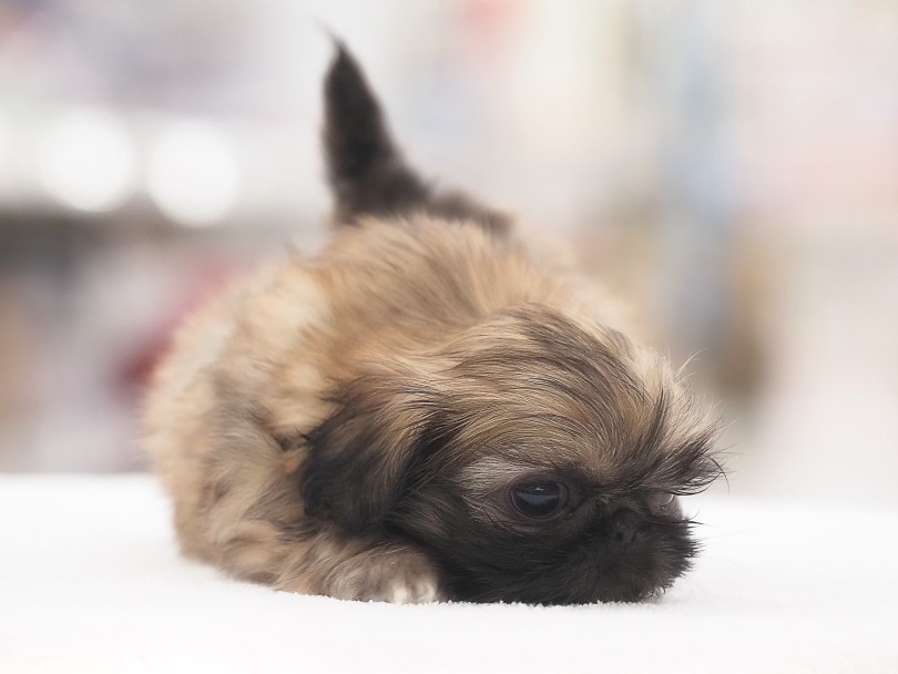 お迎えいただいてから永続的にサポートします！ | MIX犬 シーペキ （05-157） - 本羽田店