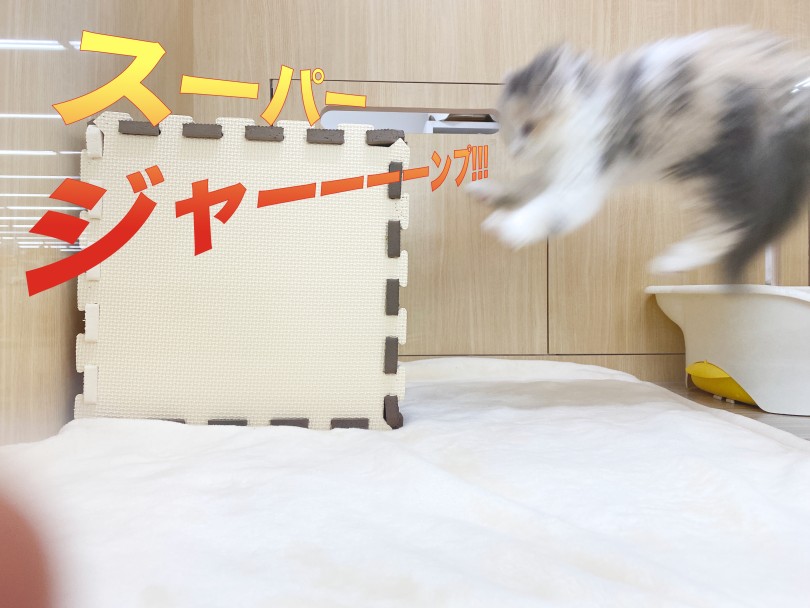 スーパージャンプを披露してくれました（笑） | スコティッシュフォールド （06-263） - 横浜 大倉山店