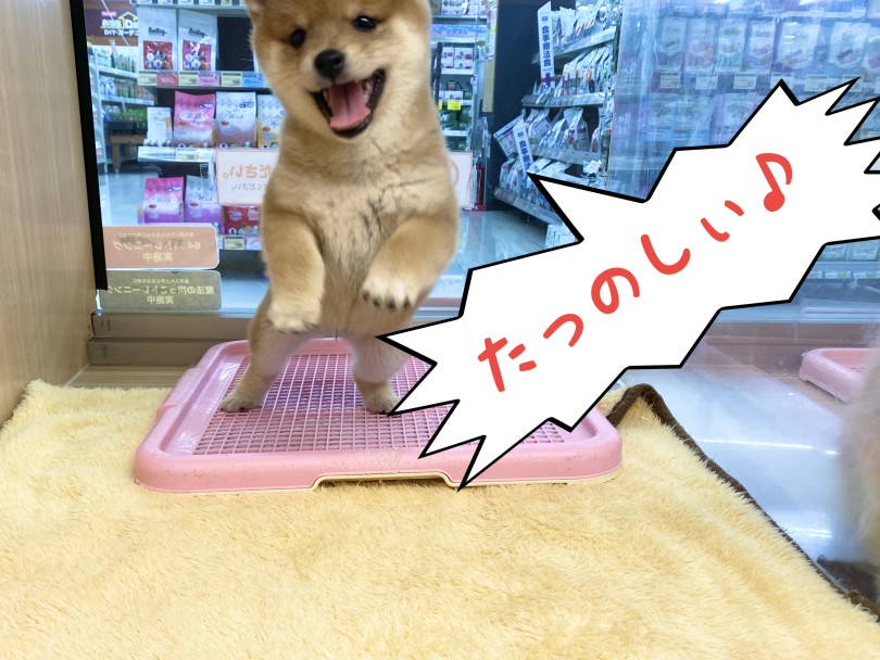 遊び倒すぞぉぉおおおお！！ | 豆柴 （06-277） - 横浜 大倉山店