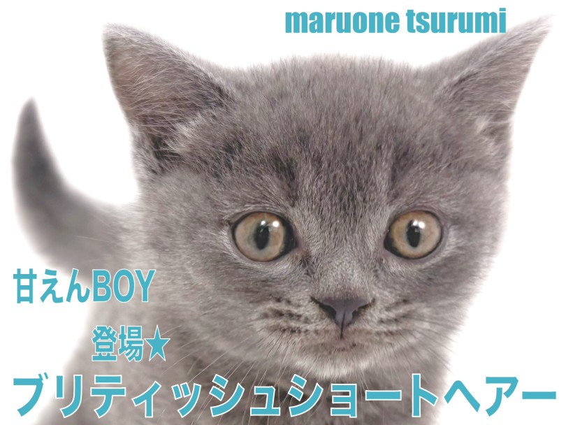 【 ブリティッシュ・ショートヘア 】美しく艷やかなブルーカラーの男の子！