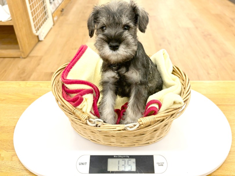 2025年4月4日現在の体重は1.35kg | ミニチュア・シュナウザー （14-176） - 城山店