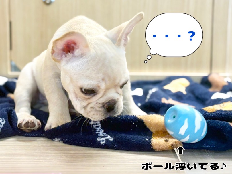おもちゃで遊んでみる | フレンチブルドッグ （06-275） - 横浜 大倉山店