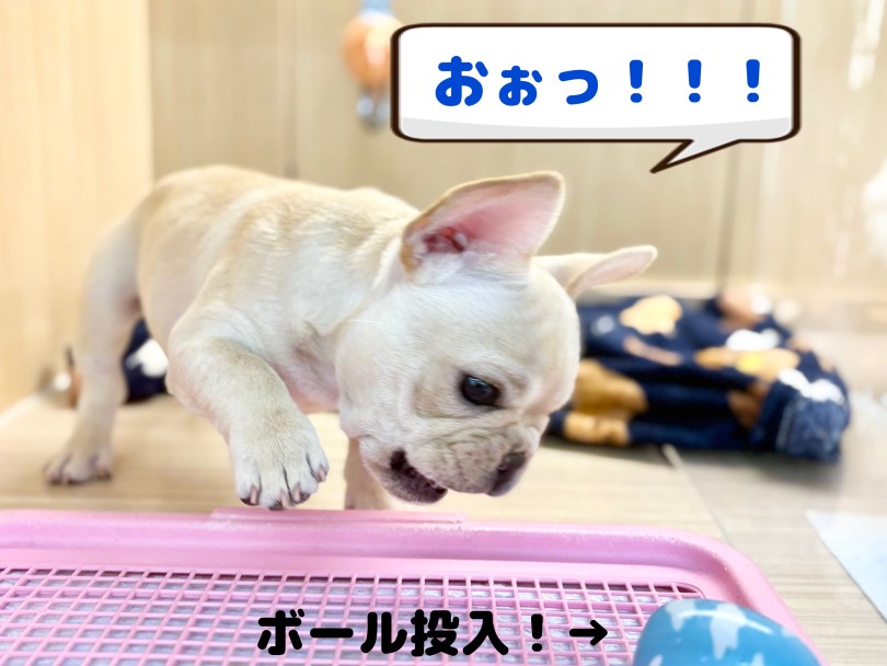 たまごボールが好きなのか？ | フレンチブルドッグ （06-275） - 横浜 大倉山店