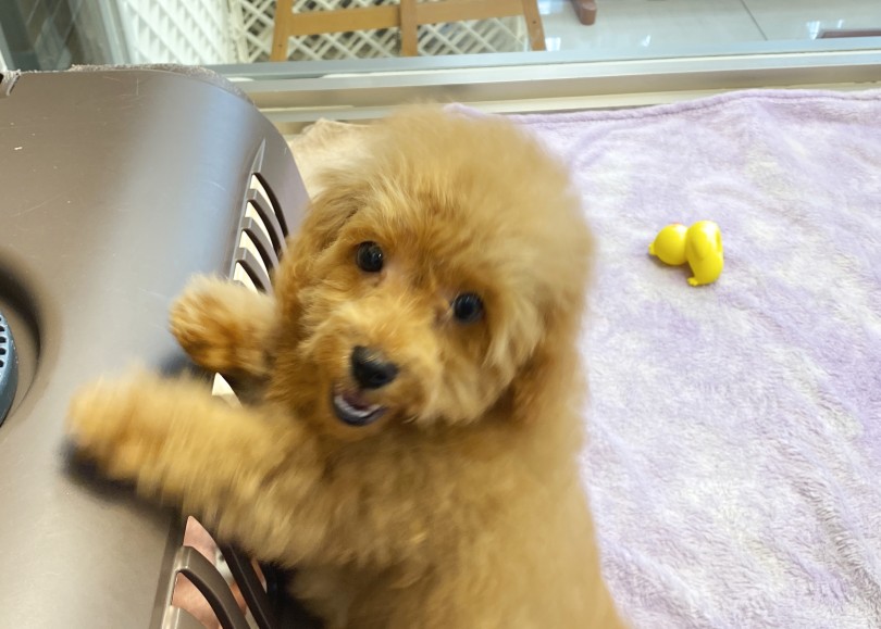 いつもニコニコ笑顔でお出迎え♪ | トイ・プードル （06-252） - 横浜 大倉山店
