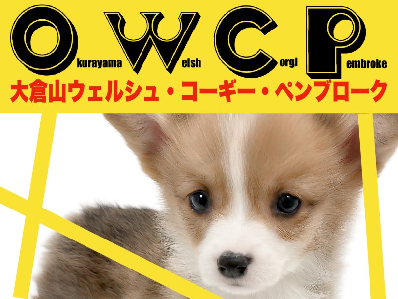 【 コーギー 】きれいなブレーズ模様と白い靴下のおしゃれロイヤルドッグ！