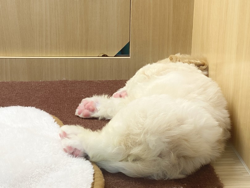 お店に来て2日目にしてこの動じないマイペースさ！ | MIX犬 キャバション （06-274） - 横浜 大倉山店
