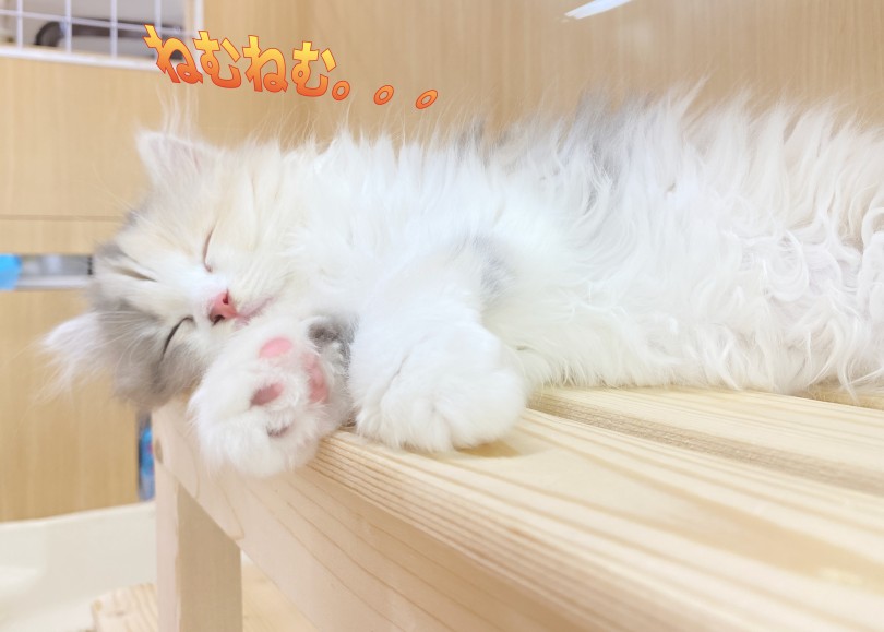 たくさん遊んだあとはごはんをモリモリ | スコティッシュフォールド （06-263） - 横浜 大倉山店