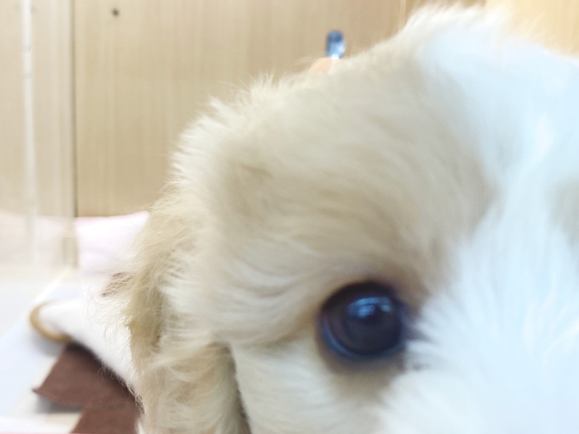 性格は超天真爛漫！超陽気 | MIX犬 キャバション （06-274） - 横浜 大倉山店