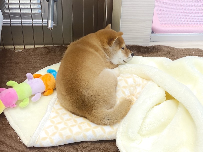 口元のぷっくりたまらんのです | 柴犬 （06-265） - 横浜 大倉山店