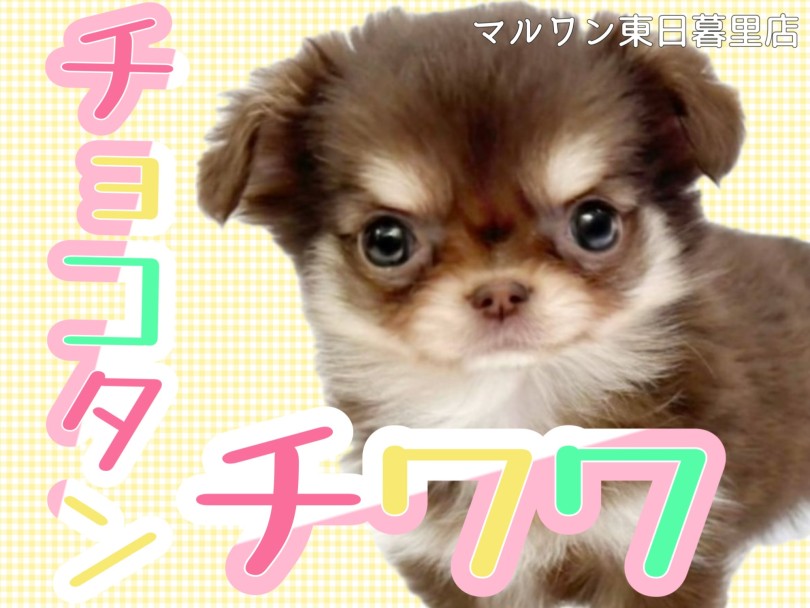 【 チワワ 】天真爛漫な甘えん坊！チョコタンロングの垂れ耳マロ眉女子。