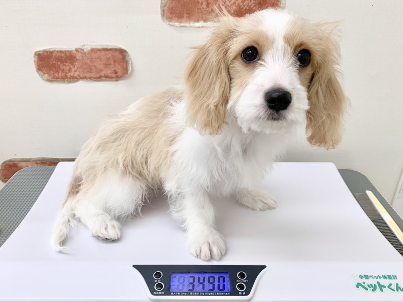 女の子らしくおとなしい性格でお手入れ上手！ | MIX犬 キャバション （05-146） - 本羽田店