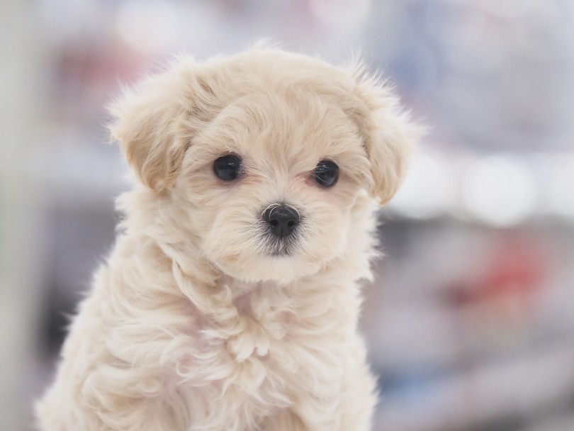 どんな方にも適した逸材のマルプーちゃん | MIX犬 マルプー （05-159） - 本羽田店