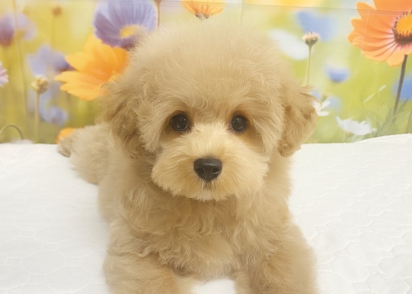  | MIX犬 マルプー （06-257） - 横浜 大倉山店