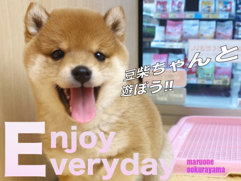 【 豆柴 】遊ばにゃソンソン！天真爛漫な豆柴ちゃんと遊ぼう！！