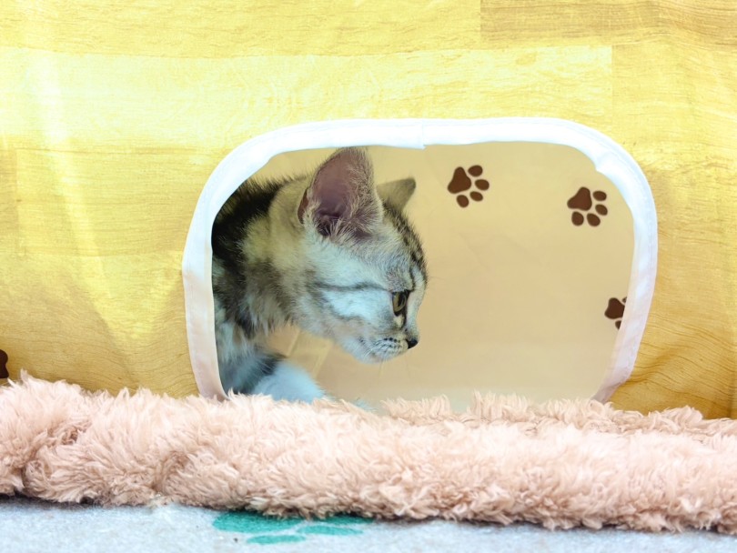 普段甘々な表情をしているのにキリッとしたお顔！ | アメリカンショートヘア （06-260） - 横浜 大倉山店
