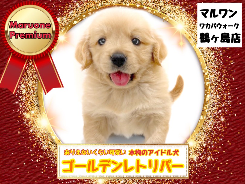 【 ゴールデンレトリバー 】他を寄せ付けない圧倒的な可愛さ！プレミアムゴルちゃん