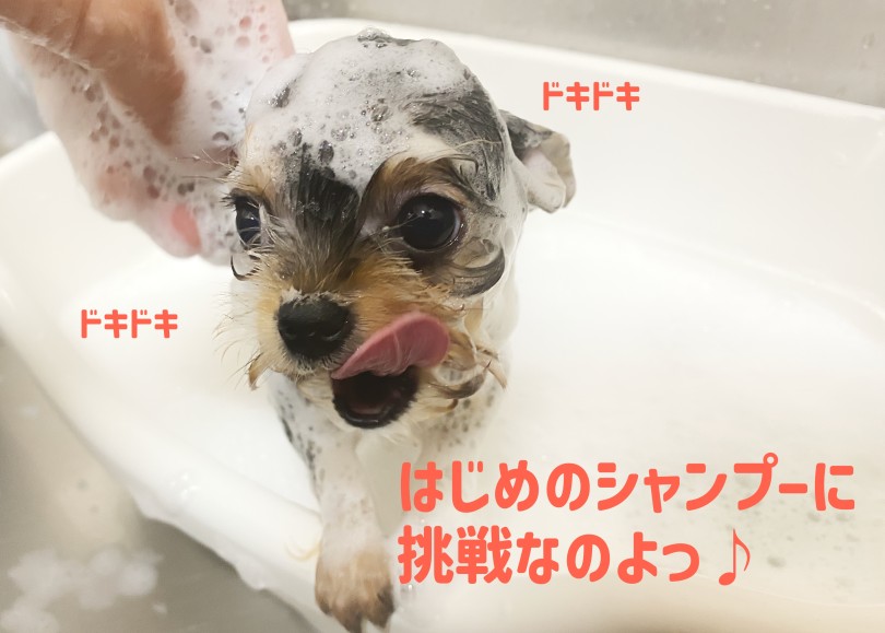 初シャンプーに挑戦！ | MIX犬 ヨーチー （06-268） - 横浜 大倉山店