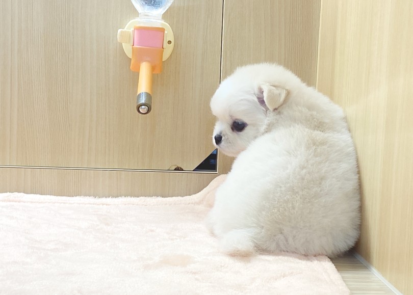 この子の犬種はなんでしょ〜か？ | チワワ （06-273） - 横浜 大倉山店