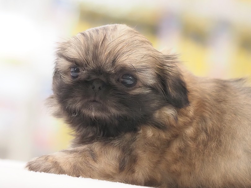 甘えん坊全開！おっとりマイペースなプリンセス！ | MIX犬 シーペキ （05-157） - 本羽田店