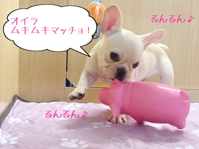 ブタさんを軽々運んでいます（笑） | フレンチブルドッグ （06-275） - 横浜 大倉山店