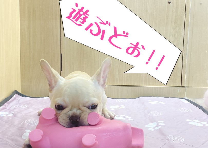ブタのおもちゃぶーちゃん | フレンチブルドッグ （06-275） - 横浜 大倉山店