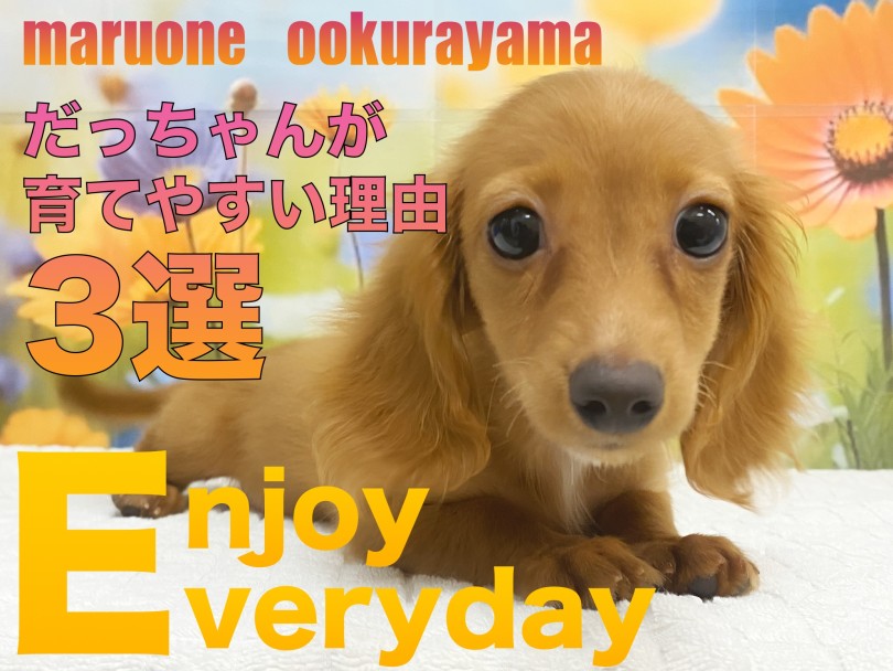 【 ダックス 】ダックスフントが初めての人にも育てやすいと思う理由3選！