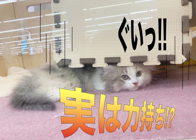 行動が全て可愛い♡ | スコティッシュフォールド （06-263） - 横浜 大倉山店