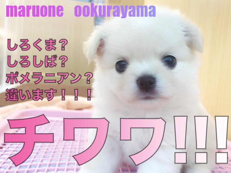【 チワワ 】しろくま？白柴？ポメラニアン？？可愛いモフモフがやってきた！