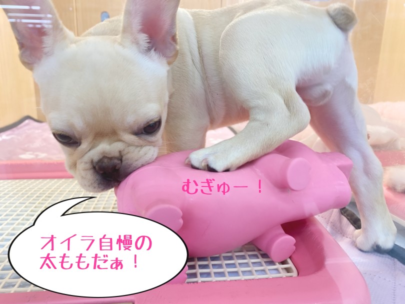 自慢の太ももで潰してます（笑） | フレンチブルドッグ （06-275） - 横浜 大倉山店