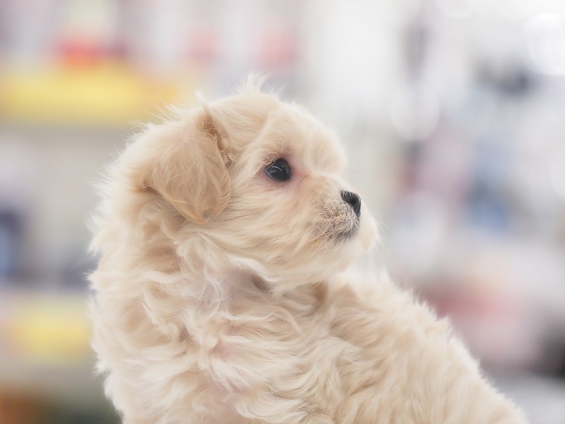 オメメぱっちりマズル短めのマルチーズ系フェイス！ | MIX犬 マルプー （05-159） - 本羽田店